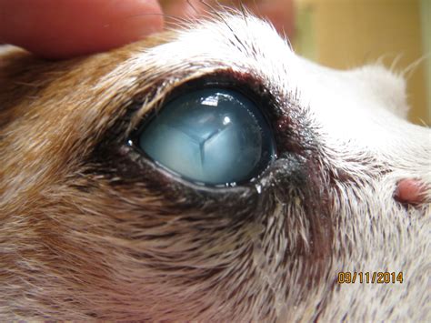 cataracts in dogs